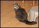 2008_06_10_Sammymovedin.JPG