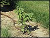 IMG_0117.jpg