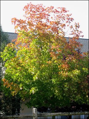 IMG_4153.jpg